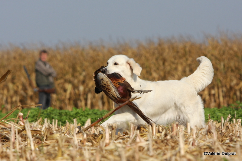 Field Erstein 09 (132).JPG